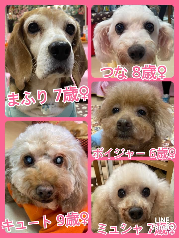 🐾今日の里親様募集中ワンコ🐶メンバーです🐾2021,10,13